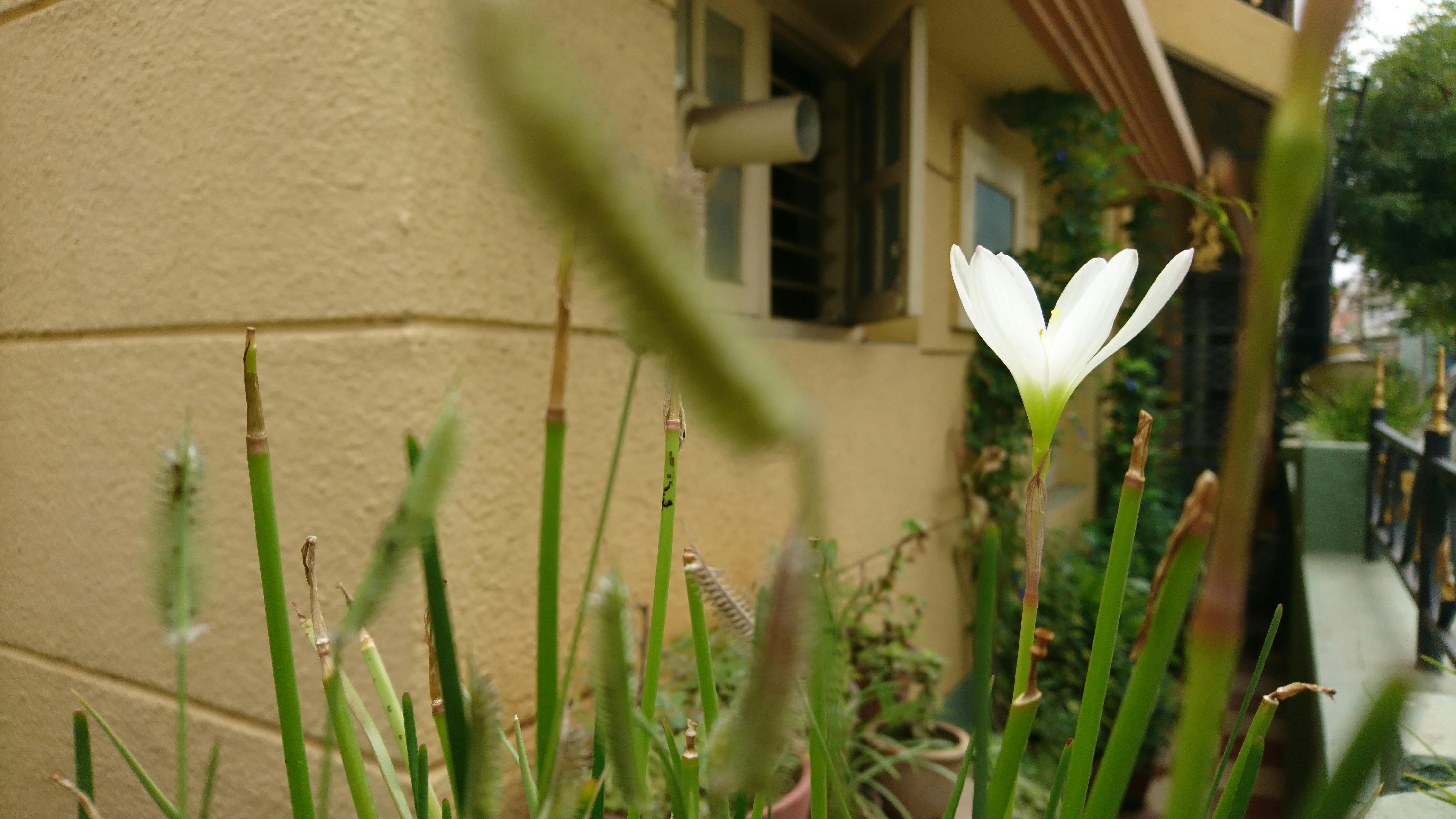 Free stock photo of green, light green, white flower