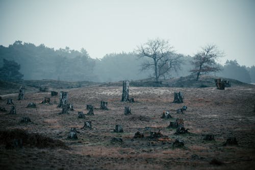 Fotos de stock gratuitas de con niebla, deforestación, neblinoso