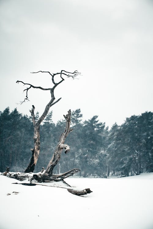 Bare Tree on Snow Covered Ground