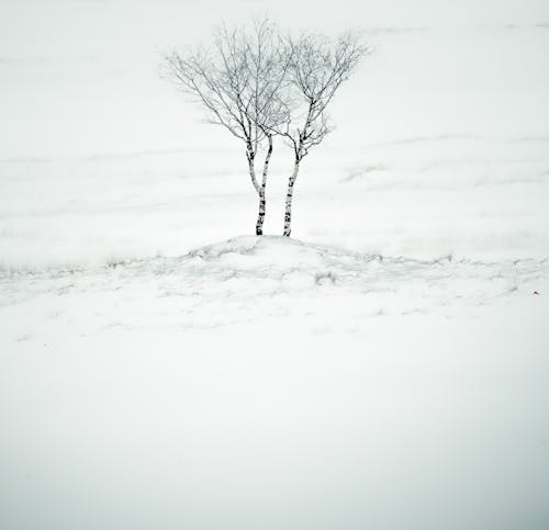 Gratuit Imagine de stoc gratuită din acoperit de zăpadă, alb-negru, arbore Fotografie de stoc