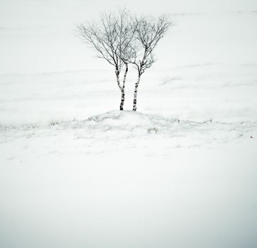 Serene winter scene featuring a lone bare tree on snow-covered terrain. Tranquil and minimalist composition.