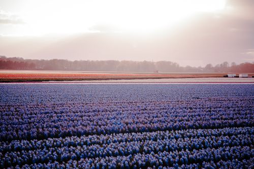 Free A scenic view of a vast hyacinth field in full bloom under a dramatic sunset sky. Stock Photo