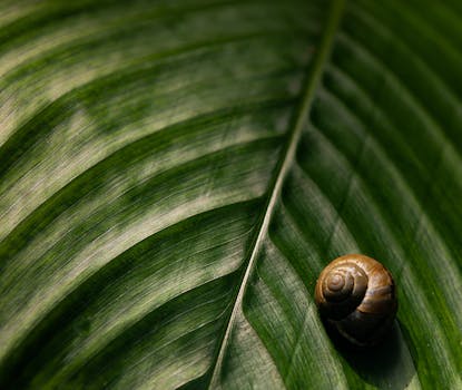 A detailed view of a snail resting on a vibrant green leaf, showcasing nature's beauty.