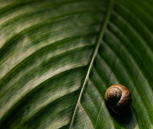 Free A detailed view of a snail resting on a vibrant green leaf, showcasing nature's beauty. Stock Photo