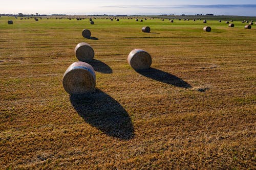 Hay Bales on a Hayfield