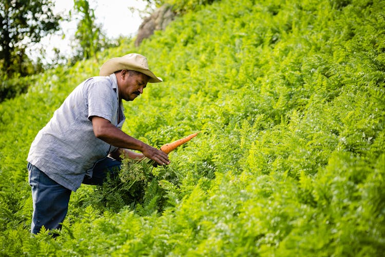 A Farmer Harvesting Carrots