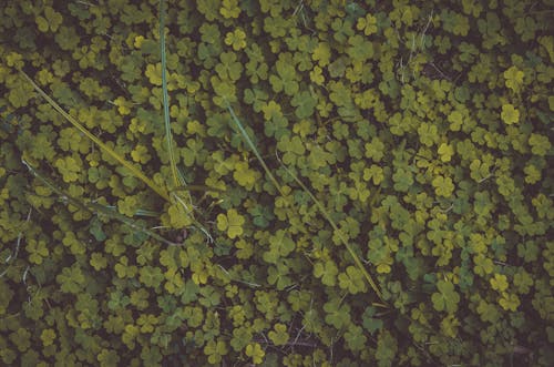 ảnh Của Clovers