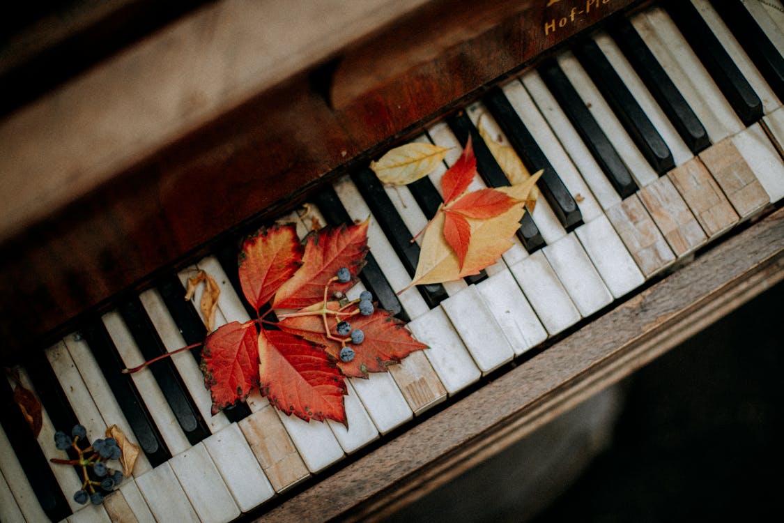 Close-Up Shot of Maple Leaves on a Piano