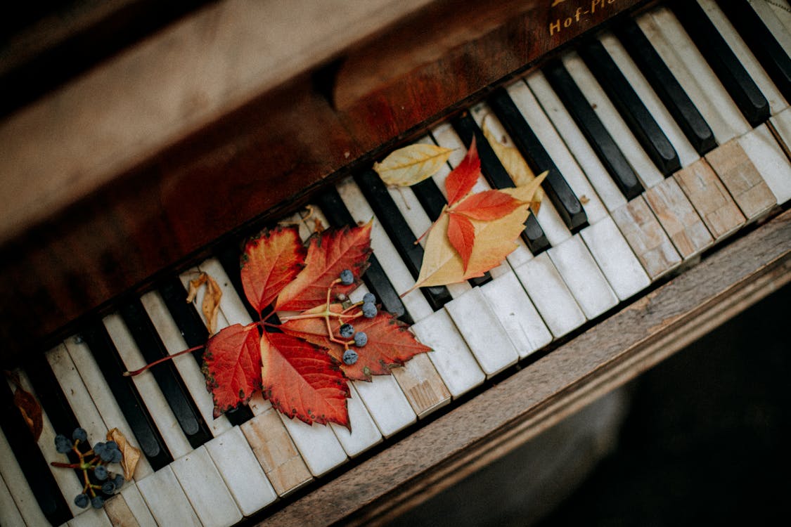 Free Close-Up Shot of Maple Leaves on a Piano Stock Photo