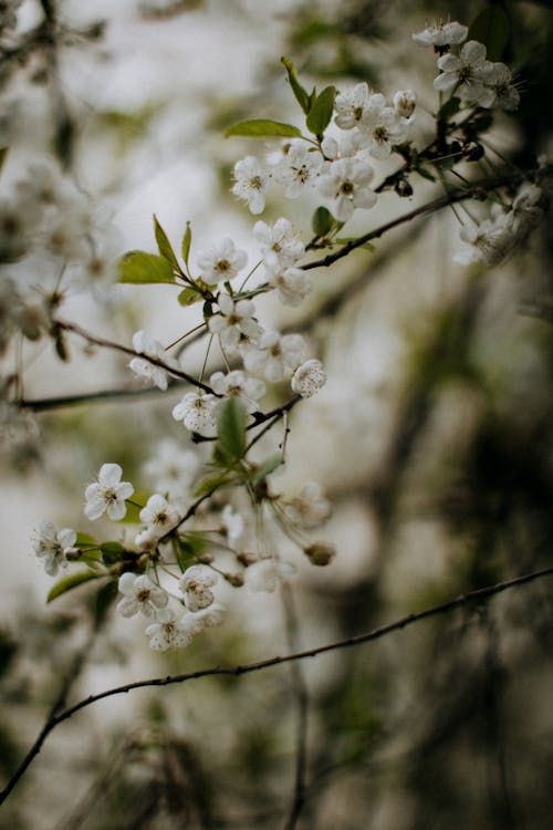 Close-Up Shot of White Cherry Blossoms in Bloom