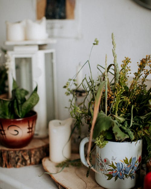 Free Close-Up Shot of Indoor Plants in a Pot Stock Photo