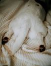 White Short Coated Dog Lying on Brown Textile