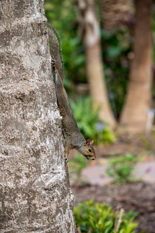 Free A Squirrel on the Tree Stock Photo