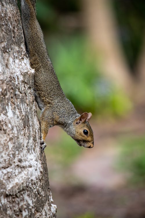 Free Close-Up Shot of a Squirrel on a Tree Stock Photo