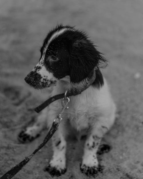 Grayscale Photo of a Dog Lying Down