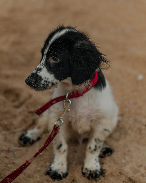 Gratis lagerfoto af behåret, dyr, hund