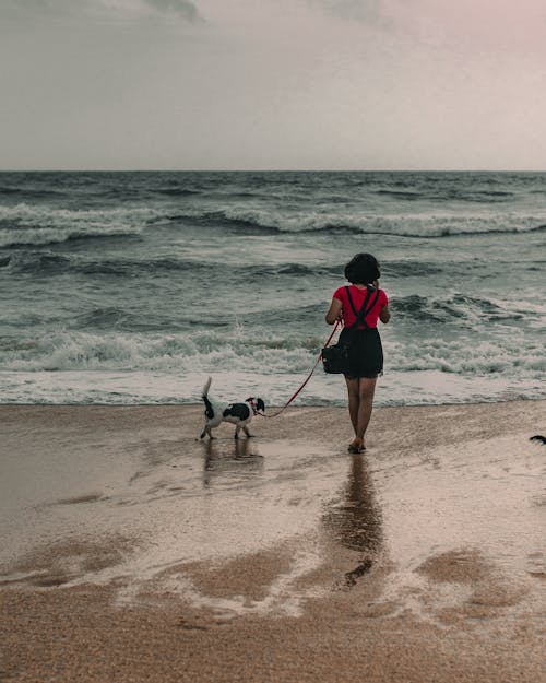 Fotobanka s bezplatnými fotkami na tému chôdza, cicavec, domáce zviera