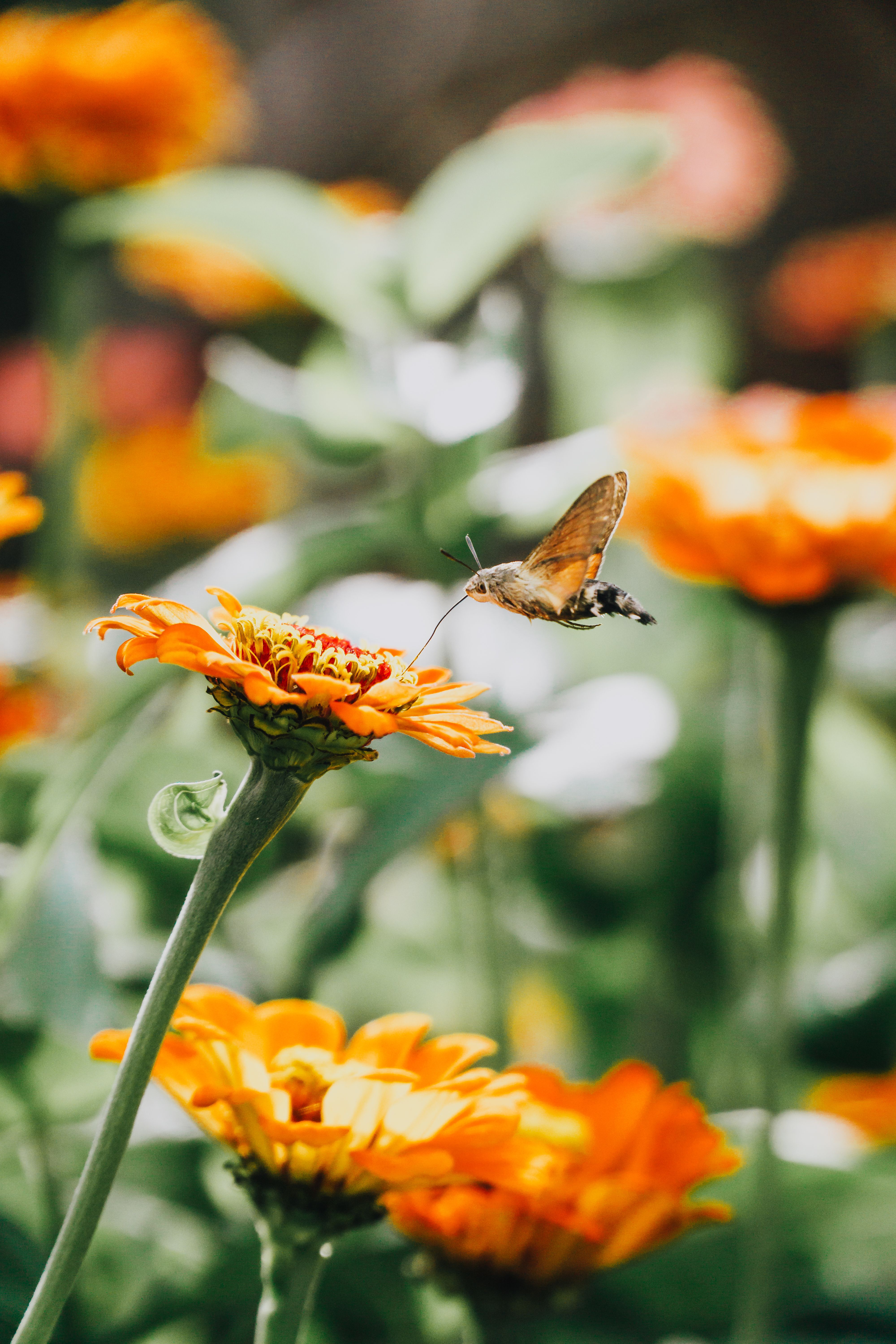 A hummingbird moth delicately sips nectar from vibrant orange flowers in a lush garden setting.