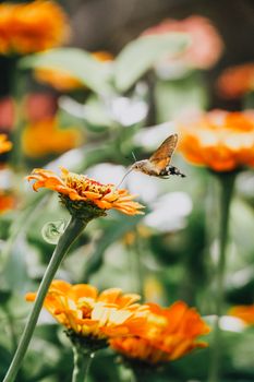 A hummingbird moth delicately sips nectar from vibrant orange flowers in a lush garden setting.