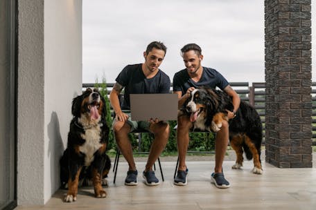 Two brothers and their Bernese Mountain dogs enjoy time on their balcony using a laptop.