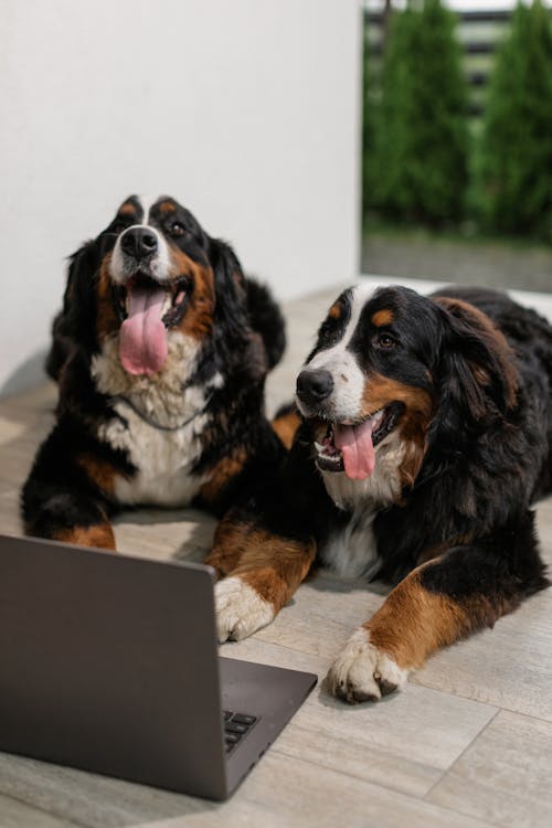 Dogs In Front of a Laptop