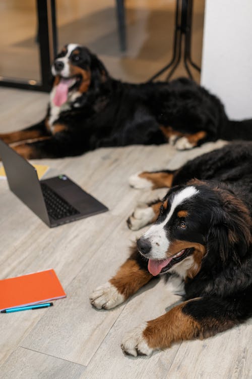 Black and Brown Long Coated Dogs Lying on Wooden Floor Beside a Laptop