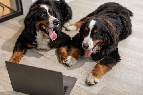 Free Two Bernese Mountain Dogs Lying on Floor Stock Photo