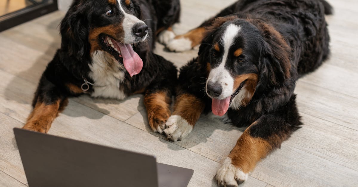 How long do Bernese mountain dogs live Reddit
