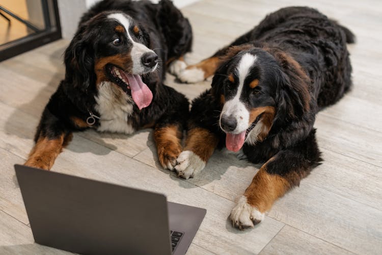 Two Bernese Mountain Dogs Lying On Floor