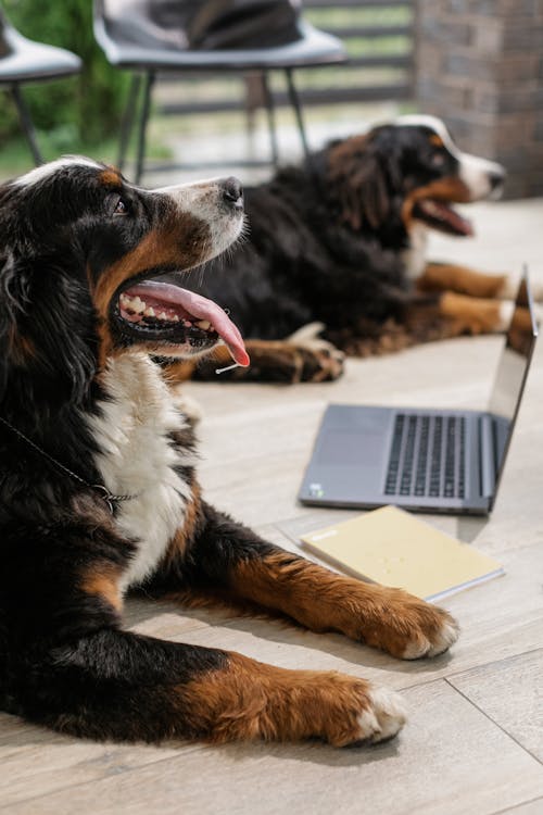 Black and Brown Long Coated Dog Lying on Wooden Floor Beside a Laptop