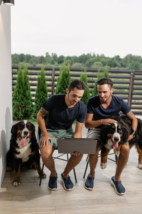Free Two men and their Bernese Mountain Dogs relax on a patio with a laptop. Stock Photo