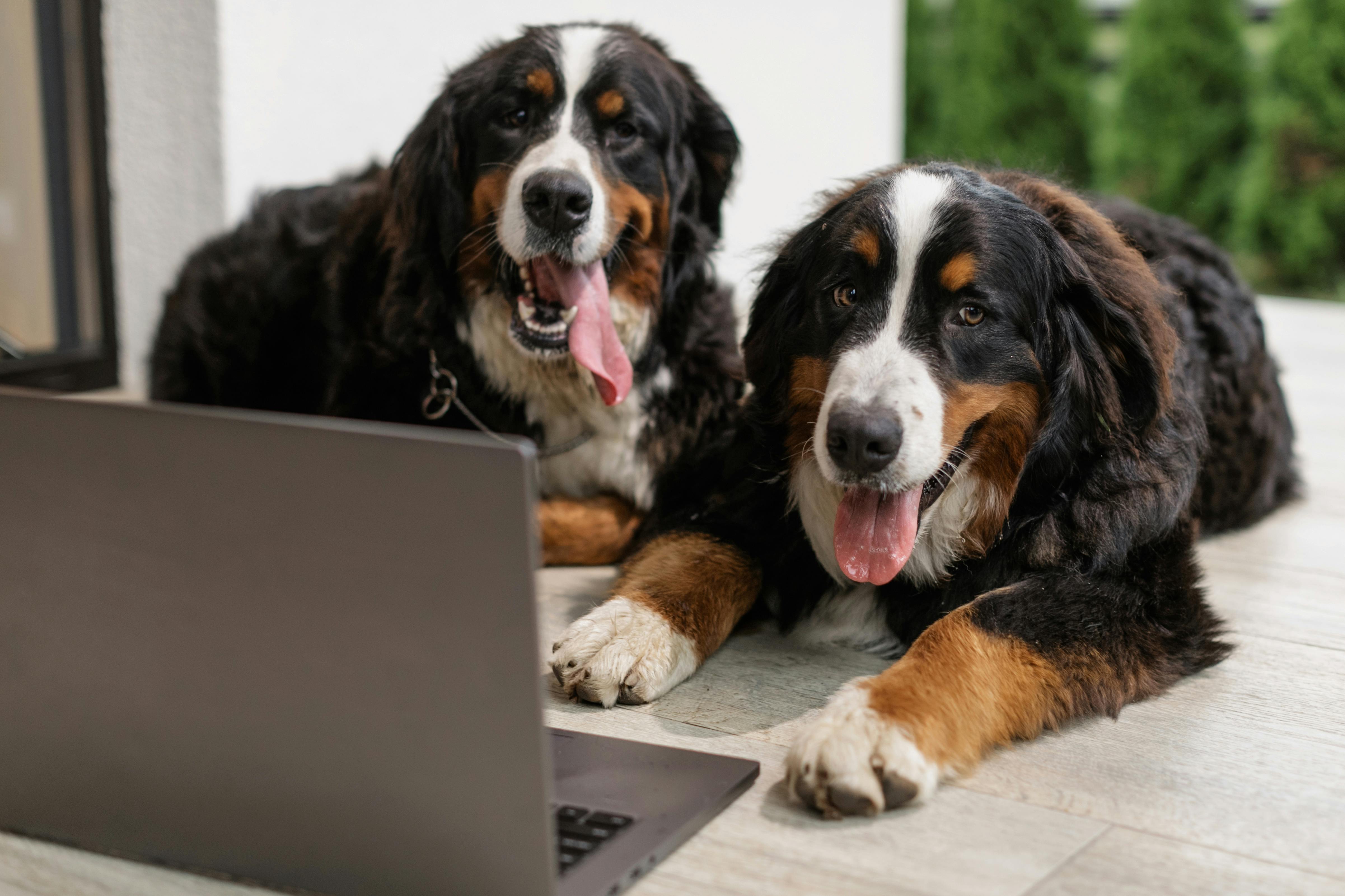 Dogs Lying Beside the Gray Laptop