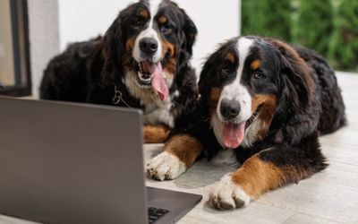 Life360 mở rộng theo dõi thú cưng với thẻ quét 8 USD và cảnh báo 'zoomie'