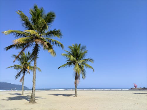 Fotobanka s bezplatnými fotkami na tému biely piesok, exteriéry, kokosové palmy