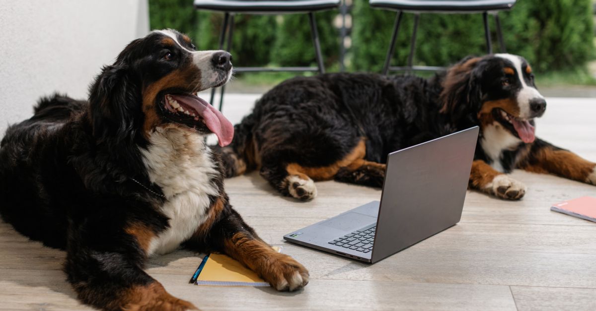 Paws and Commutes: How One Neighborhood Solved Return-to-Office Anxiety Together