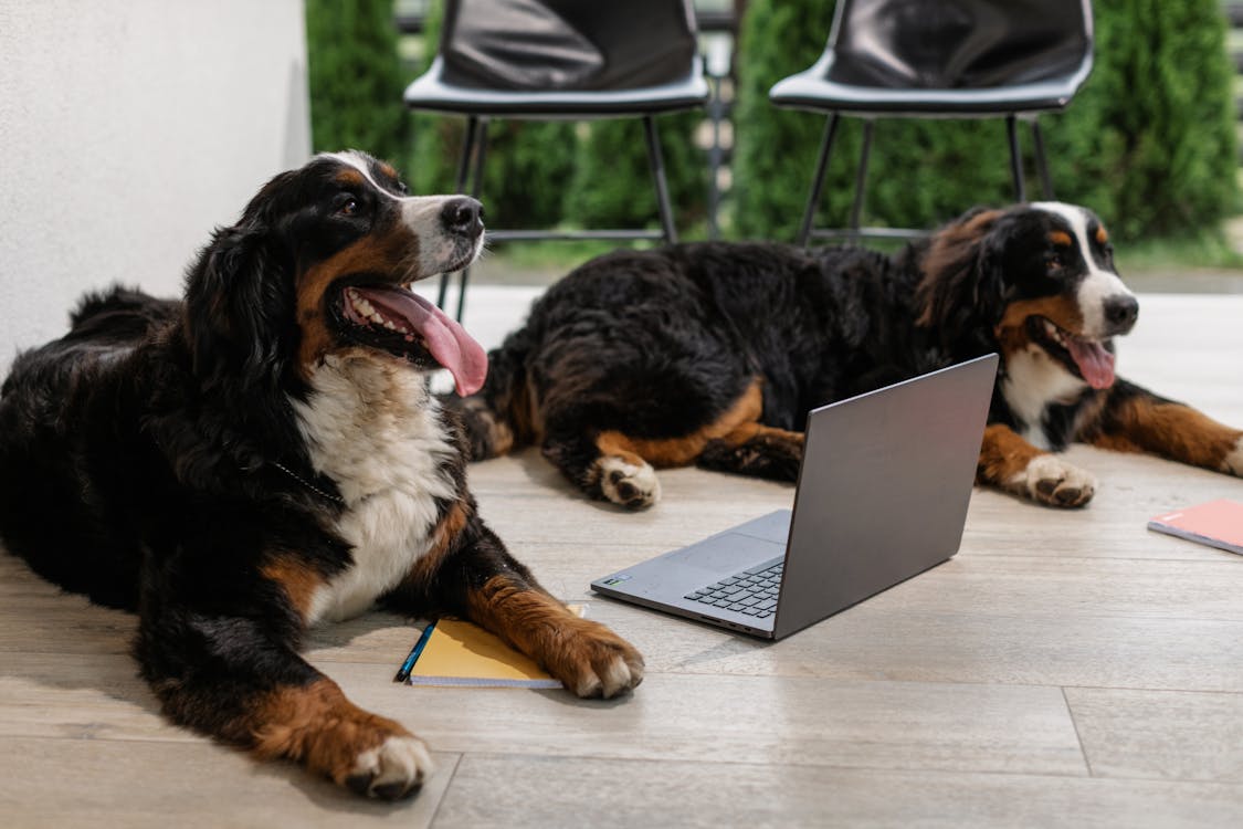 Black and Brown Dogs Lying Down on the Floor near a Laptop