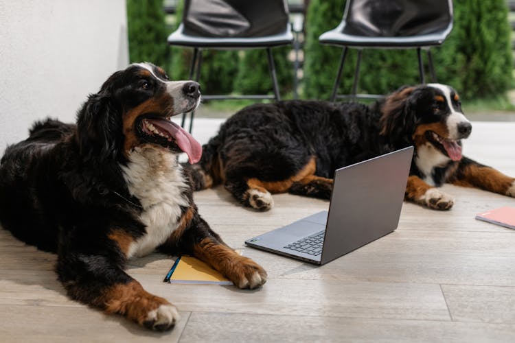 Black And Brown Dogs Lying Down On The Floor Near A Laptop