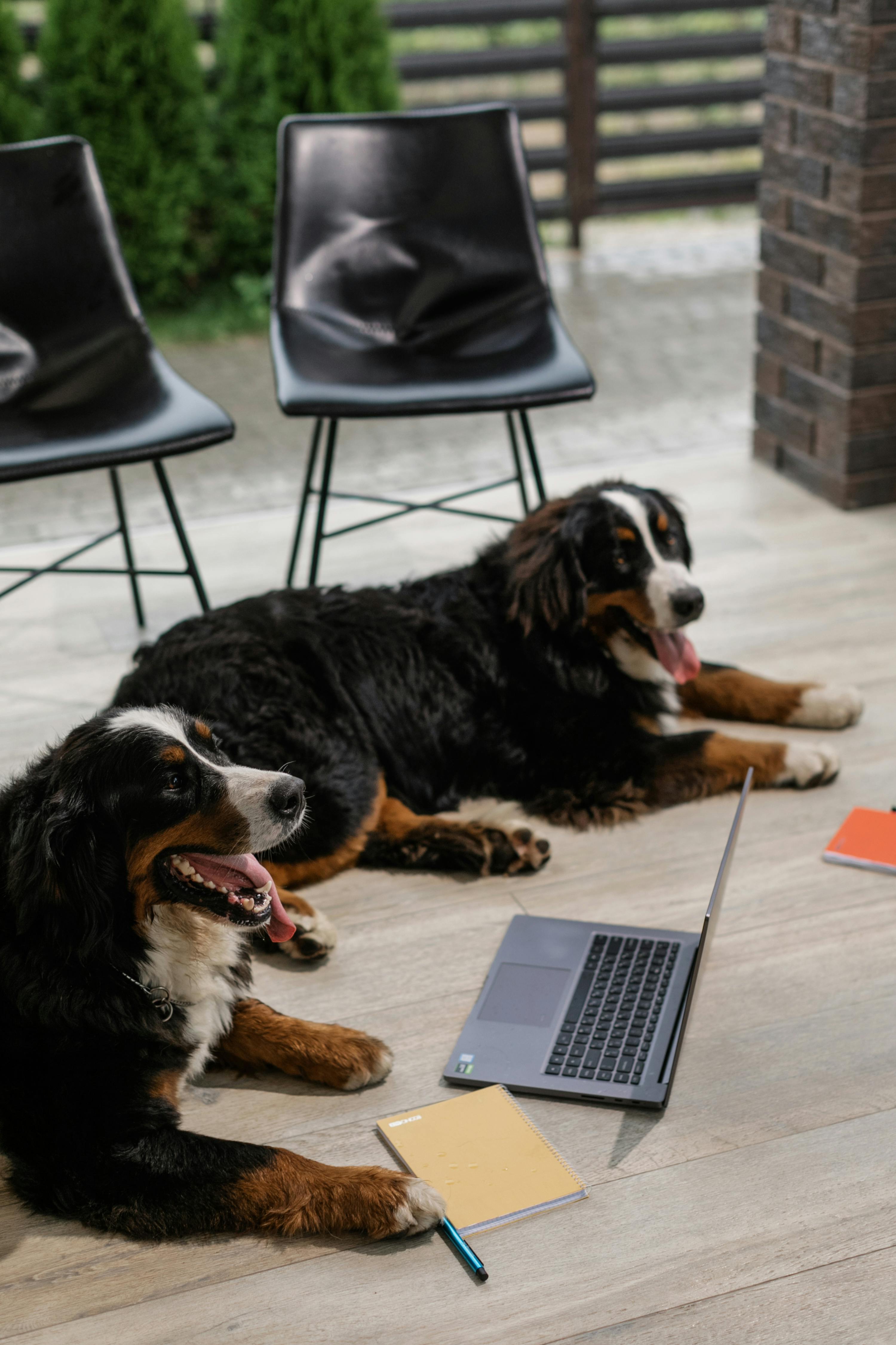 cute dogs lying on the porch with a laptop notebook and pen