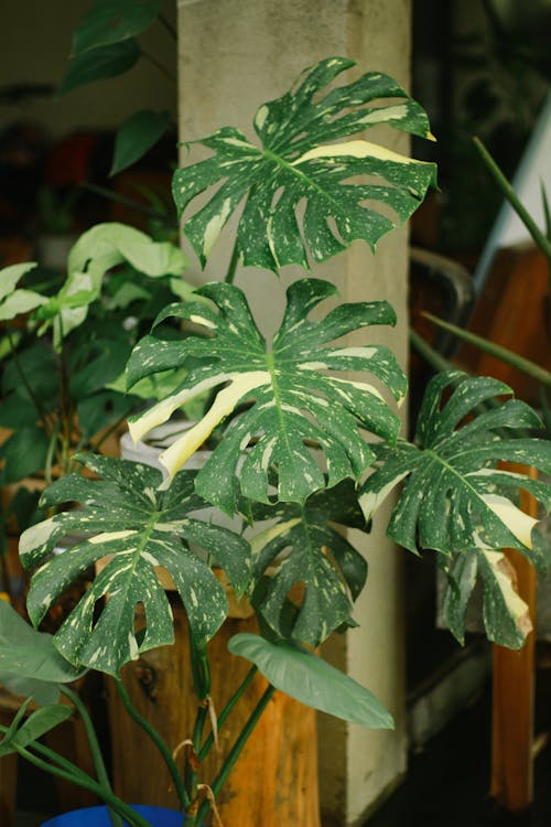 Close-Up Shot of a Monstera Plant