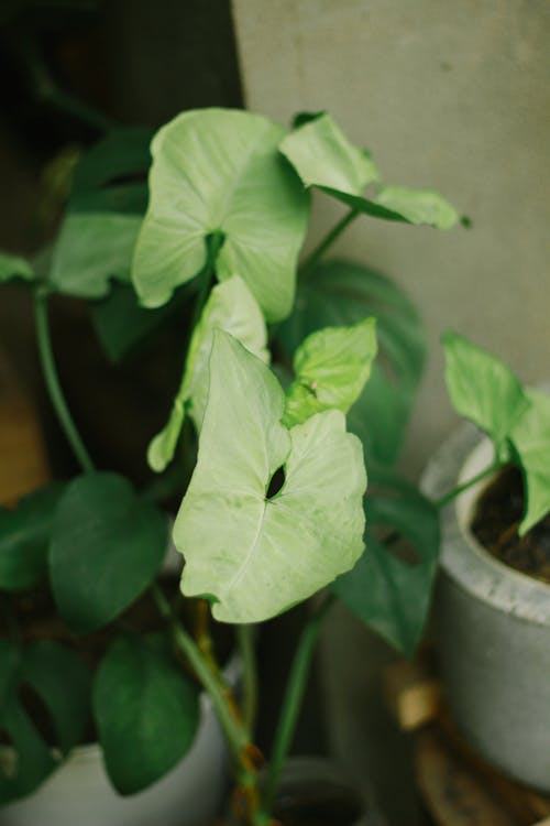 Close-Up Shot of Indoor Plants in a Pot