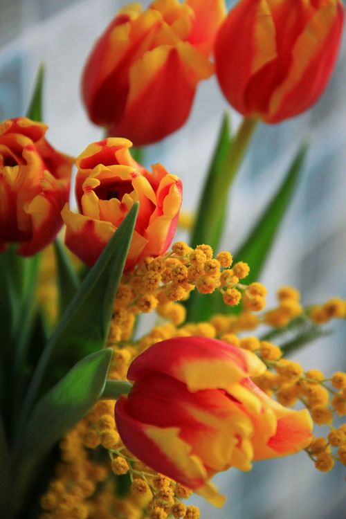 Free Close-up of vibrant orange tulips with yellow accents and lush green leaves, evoking a sense of spring. Stock Photo