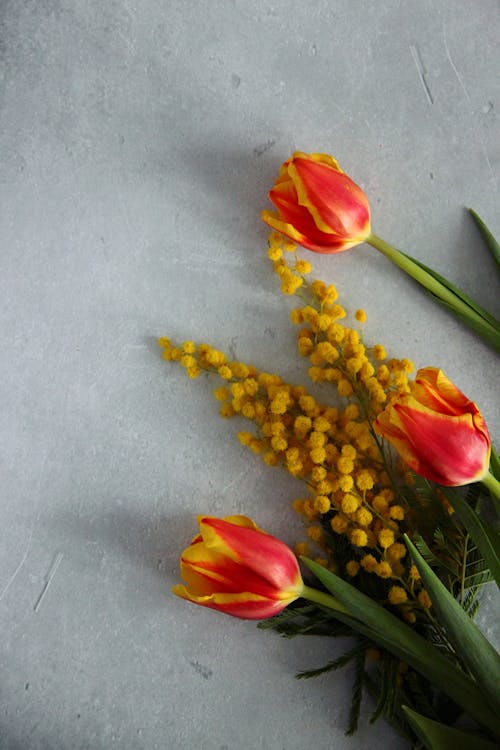 Gratis stockfoto met bloemachtig, bloemblaadjes, bloemen in de lente