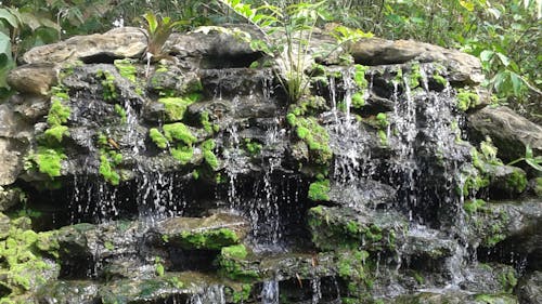 戶外挑戰, 植物園, 瀑布 的 免费素材图片