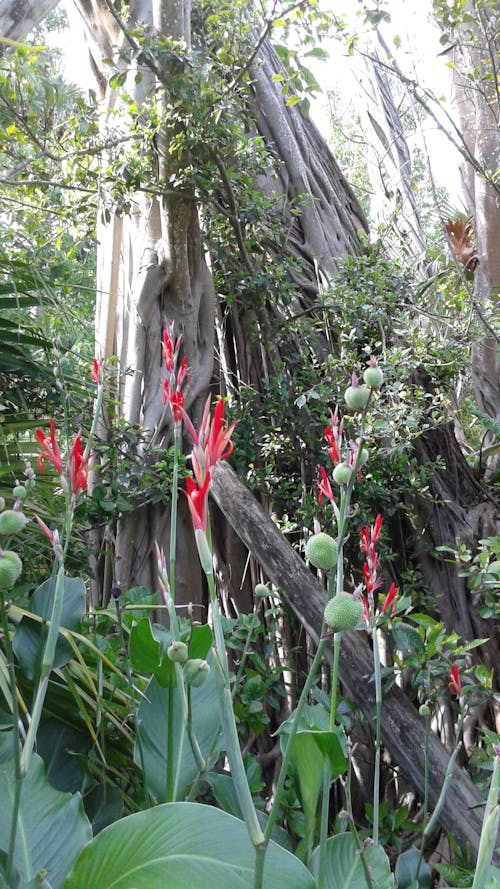 佛羅里達, 戶外挑戰, 植物園 的 免费素材图片