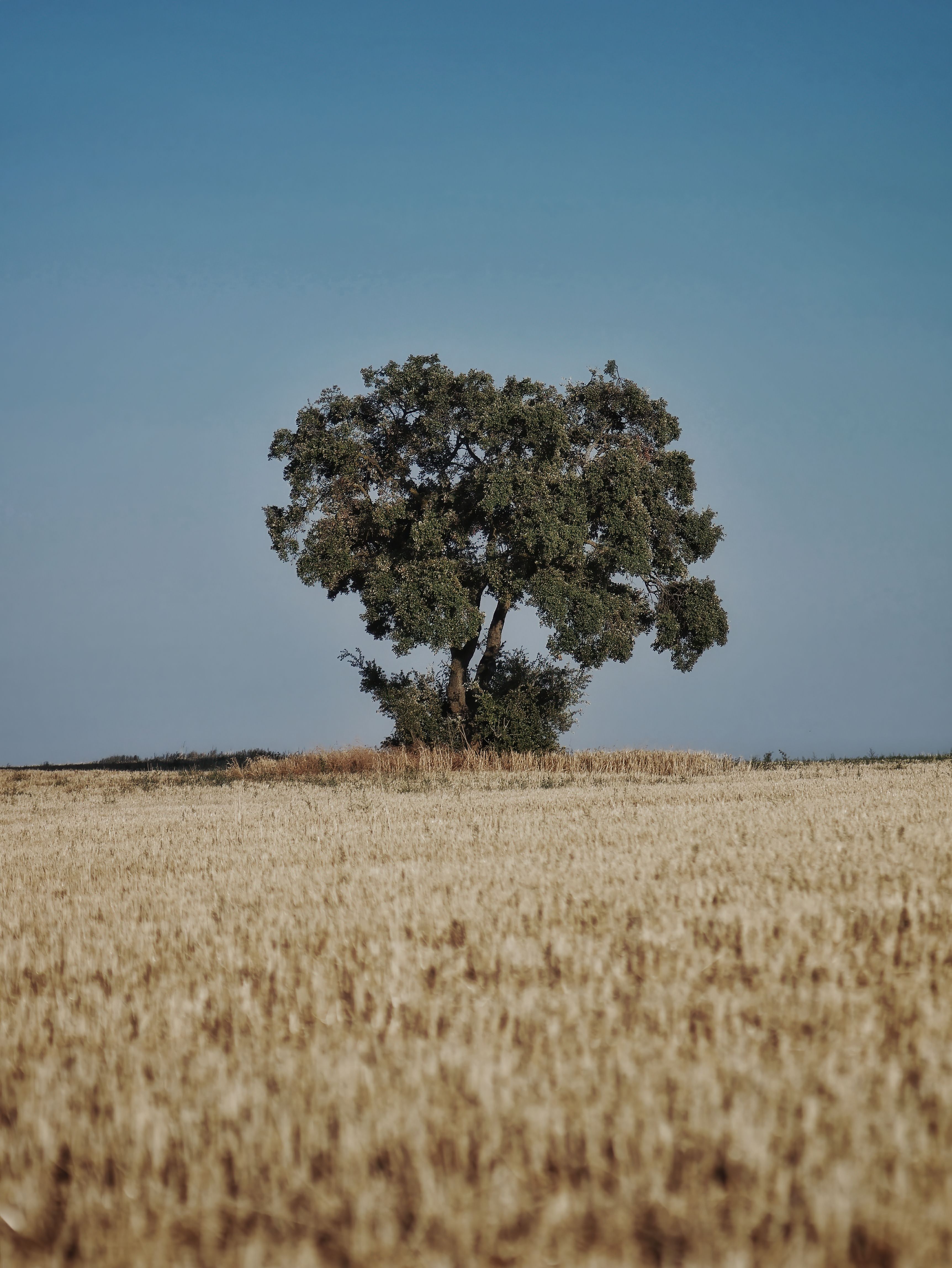 A Tree in the Middle of a Grassy Field · Free Stock Photo