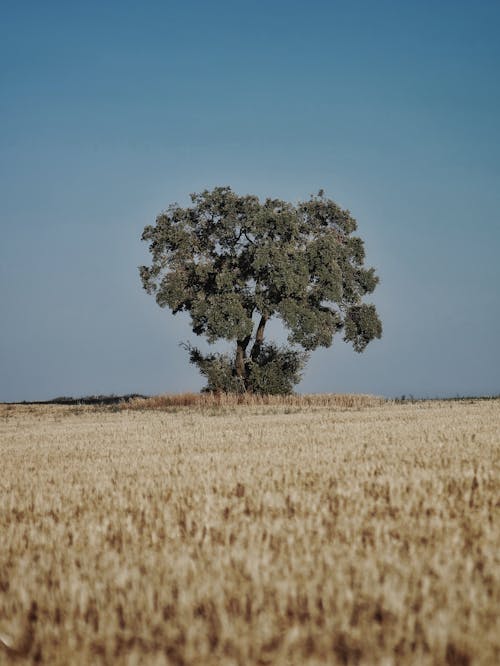 A Tree in the Middle of a Grassy Field
