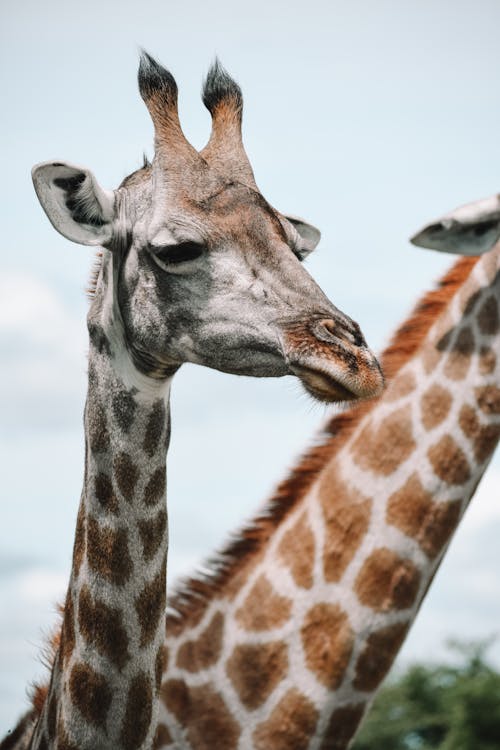 Brown and White Giraffe