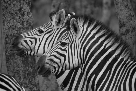 Black and white close-up photo of two zebras in natural habitat.