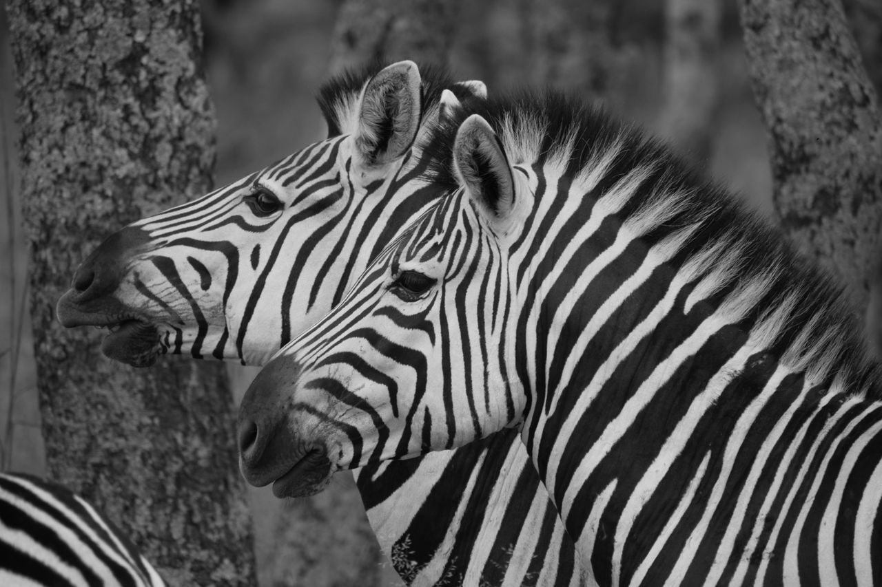 black and white close up photo of two zebras in natural habitat