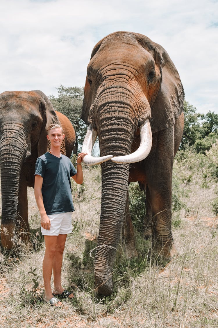 Man In Black T-shirt Standing Beside Brown Elephant